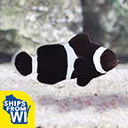 ORA® Captive-Bred Black & White Ocellaris Clownfish ORA® Captive-Bred Black & White Ocellaris Clownfish