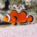  Captive-Bred Extreme Misbar Ocellaris Clownfish