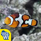 Proaquatix Captive-Bred Picasso Percula Clownfish