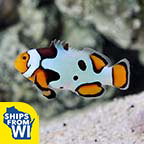Captive-Bred Premium Picasso Percula Clownfish Captive-Bred Premium Picasso Percula Clownfish