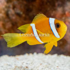  Captive-Bred Spotcinctus Clownfish