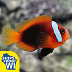  Captive-Bred Cinnamon Clownfish