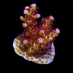 Red Planet Table Acropora Coral, Aquacultured ORA® Red Planet Table Acropora Coral, Aquacultured ORA®