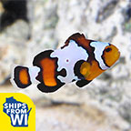 Captive-Bred Black Ice Clownfish