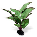 Azoo Real Plant Artificial Anubias