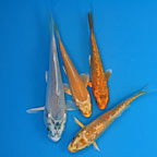 Assorted Ogon High Quality Koi, Japan Strain