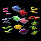 GloFish®