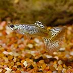 Green Cobra Guppy Group, Male