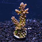 ORA® Aquacultured Micronesian Imperial Acropora Coral ORA® Aquacultured Micronesian Imperial Acropora Coral
