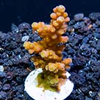 ORA® Marshall Island Aquacultured Green Subulata Acropora ORA® Marshall Island Aquacultured Green Subulata Acropora