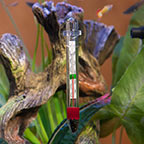 Hagen Glass Thermometer