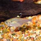 Gold Pristella Tetra