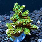 ORA® Aquacultured Marshall Island Purple Tip Nana Acropora