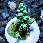 Aquacultured Marshall Island Red & Green Tenuis Acropora Aquacultured Marshall Island Red & Green Tenuis Acropora