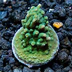 ORA® Aquacultured Marshall Island Smooth Green Acropora ORA® Aquacultured Marshall Island Smooth Green Acropora