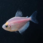 WHITE WIDOW TETRA-GROUP OF 6