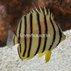 Eight-banded Butterflyfish