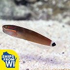 Tail Spot Blenny