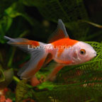 Fancy Goldfish for Sale: Live Fancy Goldfish for Aquariums or Ponds