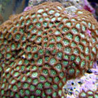 Corals for Reef Aquariums