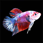 Betta Fish for Sale: Betta Splendens (Siamese Fighting Fish)