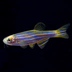 GloFish®, Cosmic Blue® Danio