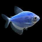 GloFish®, Cosmic Blue® Tetra