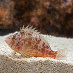 Yellow Hawkfish