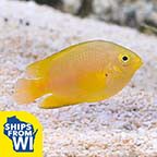 Captive-Bred Lemon Damselfish