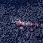 Kuekenthal’s Cleaner Shrimp 