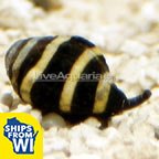 Bumble Bee Snail