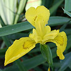 Yellow Bird Iris