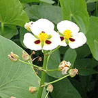 Sagittaria montevidensis