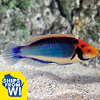 Red Head Solon Fairy Wrasse 