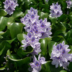 Water Hyacinth