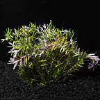 Rotala Indica