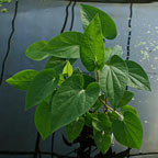 Lizard Tail Plant