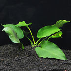 Anubias barteri round leaf