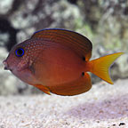 Two Spot Bristletooth Tang