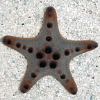 Chocolate Chip Sea Star