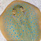 Blue Dot Stingray EXPERT ONLY