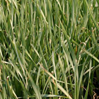 Variegated Cattail