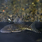 Pitbull (LDA 25) Plecostomus