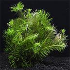 Rotala Nanjenshan