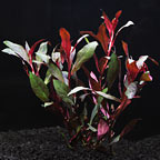 Ludwigia Peruesis