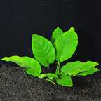 Foreground Freshwater Plants