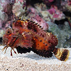 Orangebanded Stingfish