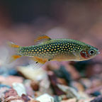 Celestial Pearl Danio