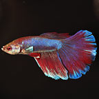 Super Delta Tail Betta, Male