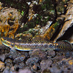 Freshwater Neon Blue Goby